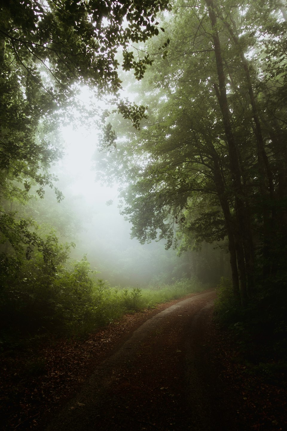 Ein gewundener Feldweg führt in dichten Waldnebel.