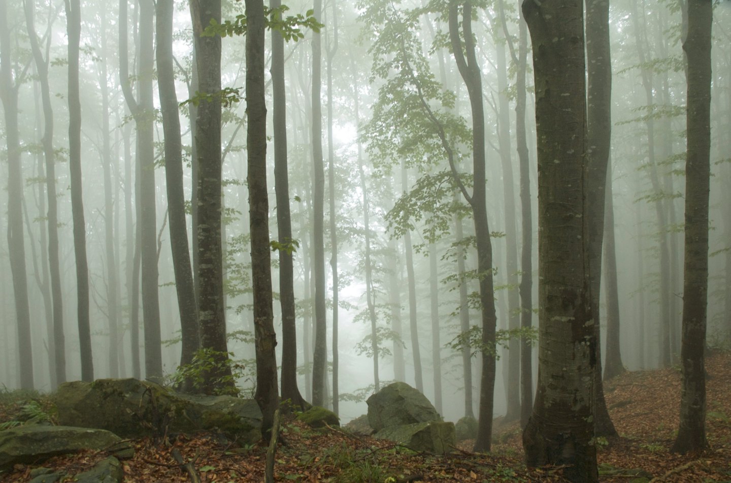 Hohe Bäume steigen durch dichten Waldnebel auf einem Blätterboden auf.